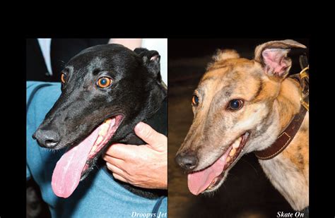 Greyhound, Sire, Dam & Trainer Stats - The Greyhound Recorder