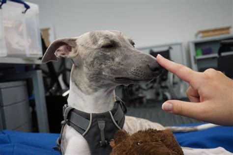 Greyhound - Breed Specific Healthcare Issues - Provet