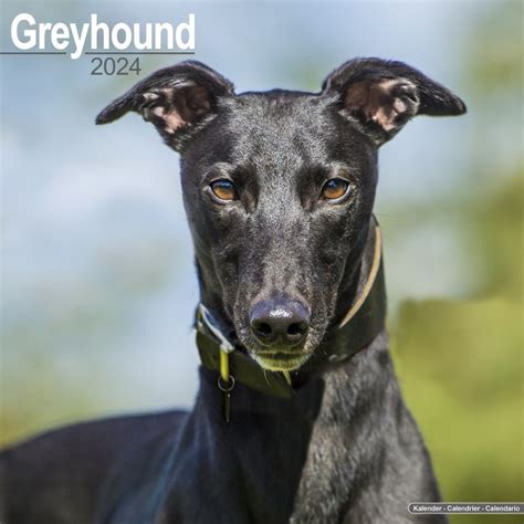 Greyhound 2024- 10.04.2024 Trial 9 - Brindle mack - YouTube