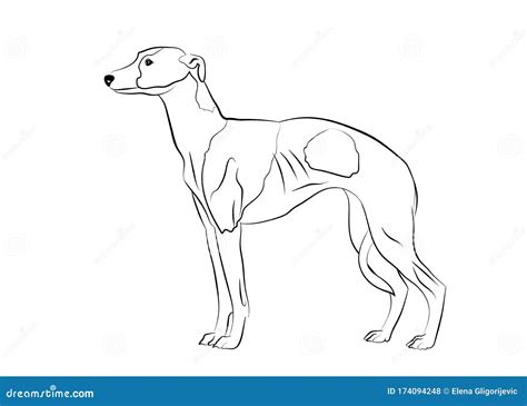 Greyhound Outline Illustrations & Vectors