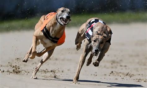 Greyhound Racing's growing popularity