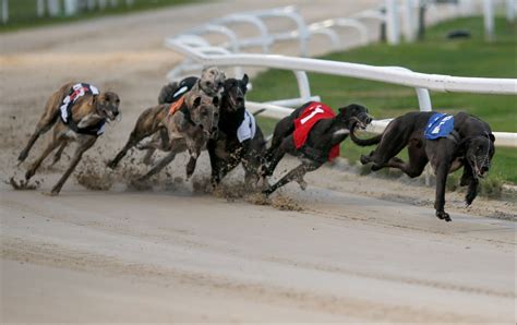 Greyhound Tips: Darrell Williams