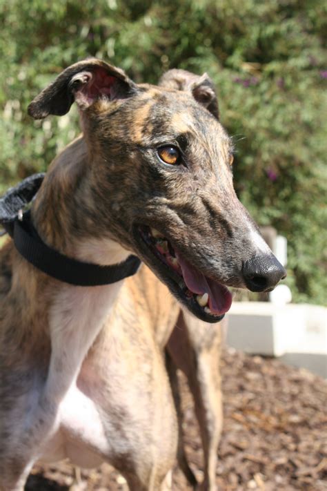 Greyhound adoption. Our trusted members take in greyhounds from dog pounds, members of the public and veterinary surgeries. They also help responsible trainers and owners re-home their greyhounds when they are no longer used for racing or breeding. Donations we get go to rescues, making awareness and different supplies. Greyhound Rescue Association of … 