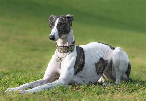 Greyhound dog. This dog training costs $135 to $225 and is very crucial when it comes to their discipline and socialization towards other smaller dogs and children. Keeping a Greyhound Alive and Healthy. Food and diet; Every dog’s nutrition needs will depend on how active it can be and its activity level. 