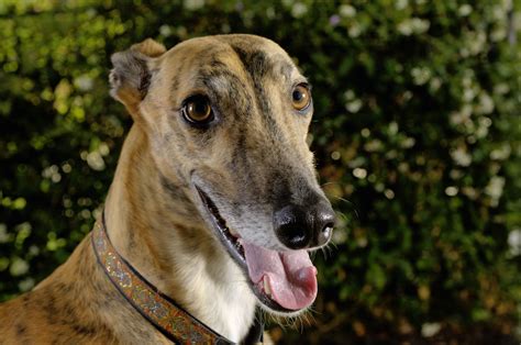 Greyhound dogs. Shedding. Greyhounds generally have an athletic and streamlined build with a long head and neck. Their coat is short and fine. There are lots of standard greyhound colours including black, white, … 