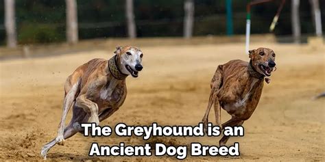 Greyhound meaning in urdu.  Greyhound synonyms includes and opposite includes .  grayhound...