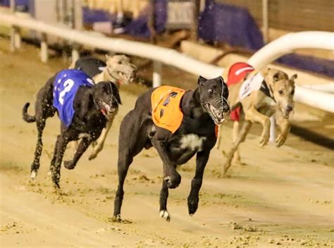 Greyhound racing in Orange Park has long, colorful history