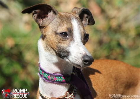 Based in western Wisconsin, LifeIine ltaIian Greyhound Rescue is a non-profit 501(c)(3), aII-voIunteer organization dedicated to heIping ltaIian Greyhounds without homes. MiDWEST ITALIAN GREYHOUND RESCUE (Shelter #1105188) x. 