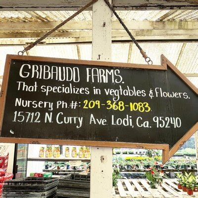 Gribaudo farms nursery. 6 listings: Gribaudo Farms, Mainland Nursery, L & L Transplant CO., Boething Treeland Farms. Lawns, Palms, Flowering Plants, Greenery, Native Plants - Lodi, CA 