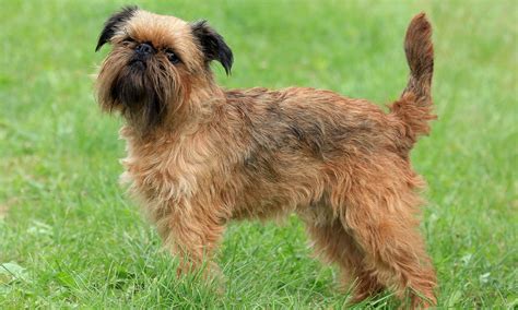 Griffon belge puppies. Things To Know About Griffon belge puppies. 