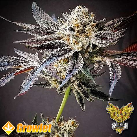 Grim Bastard OG Marijuana Seeds