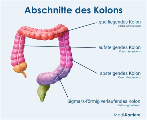 Grimmdarm - Aufbau, Funktion & Krankheiten MedLexi.de