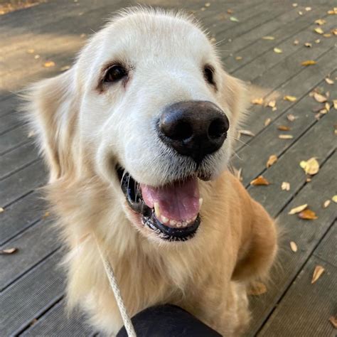 Rehoming Golden retriever of Ohio and more! - Facebook