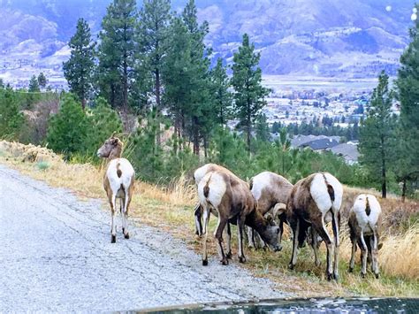 Grinch Ranch - KVR trail views update: @ Penticton,... Facebook