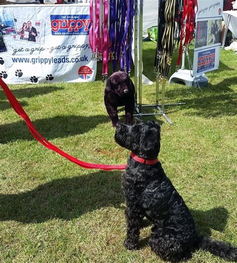 Grippy Leads, Truro, Cornwall Pet businesses, Pet friendly hotels ...