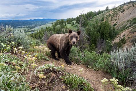 Grizzlies are coming back. But can we make room for …