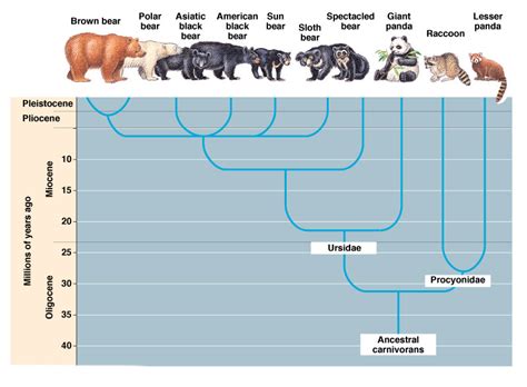 Grizzly Bear - Classification, Evolution, Reproduction, Diet …