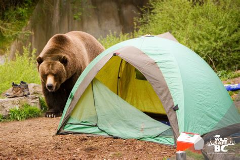 Grizzly Tents: The Ultimate Protection for Your Next Wilderness Adventure