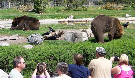 Grizzly and wolf discovery center. Jul 29, 2015 · The Center offers every visitor to Yellowstone a chance to uniquely experience the world of grizzly bears and gray wolves. All the animals at the Grizzly & Wolf Discovery Center are unable to ... 
