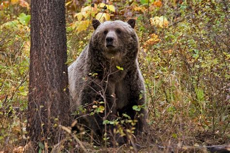 Grizzly bear attacks rare, but a risk in wilderness, experts say after Banff deaths