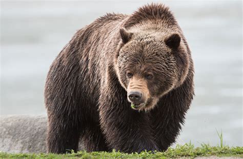 Grizzly shot, killed in Montana after fatal attack of California woman