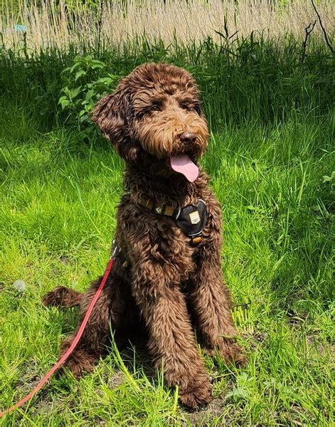 Großpudel und Labradoodle vom Nordwind Hamburg