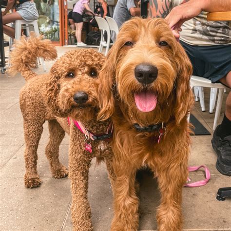 Groodle breeder sa. .  Families receive lifetime support, ensuring a smooth...