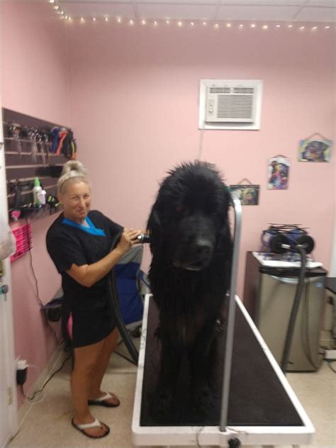 Best Pet Groomers in Kennewick, WA - Kano's Pet Grooming Mobile Service, Door-to-Door Dog Grooming, The Doghouse, The Groomery-Hair Establishment for Dogs, Animal House Self Service Dog Grooming, Dog's Best Friend, Spotted Dog Grooming, Fido's Republic, Lucky Puppy Grooming, Ruff INN It. 