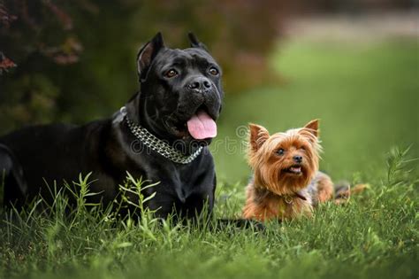 Grooming Cane Corso Yorkie Mix