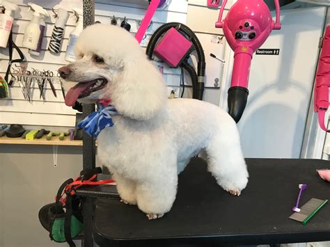 Grooming Tails Pet Spa & Daycare - Pet - Calgary, AB - VerView