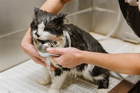 Grooming a cat. Every pet is special and every pet has unique needs. At VCA Animal Wellness Center our goal is to make sure your pet has a pleasurable and relaxed grooming ... 