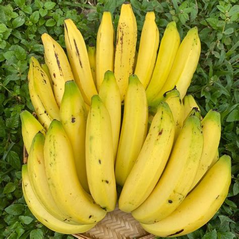 Gros michel. Gros Michel ( French pronunciation: [ɡʁo miʃɛl] ), is a type of banana, that was the most popular type grown until the 1950s. [3] Decline. Gros Michels decline was … 