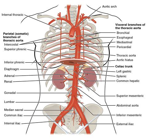 Gross anatomy study guide artery and nerve supply for the. - Sony nex serie vg20 guida alla riparazione manuale di servizio.