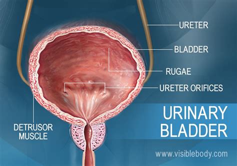 Bladder not distended grossly unremarkable what did radiologist - 