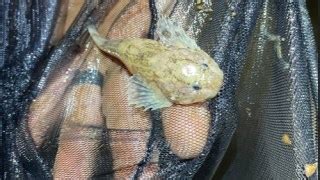Grotto Sculpin: The rare fish only found under Perry County, Missouri