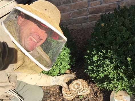 Ground Bee Removal And Control Pittsburgh, …