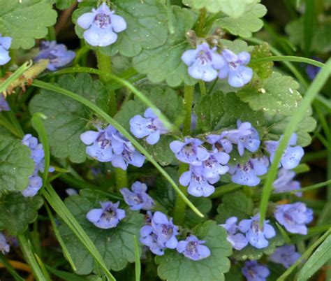 Ground Ivy (Glechoma hederacea)