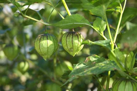 The Ground cherry grows on an erect, some