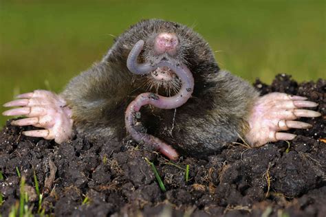 Ground moles. The fur is short, dense, and very soft with no knap, allowing moles to travel backwards in tunnels. Star-nosed moles typically are 6 to 8 inches long and weigh about 2 ounces. Their fur is blackish-brown. They have a long, thick tail, 44 teeth, and a ring of 22 pink, fleshy tentacles at the tip of their snout (Figure 1). 
