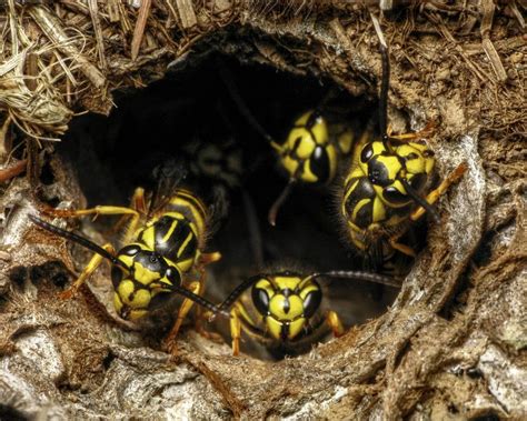 Ground-nesting yellowjackets. Locate the nest. Yellow jackets are cavity-nesting insects. ... They make their nests in the ground, in eaves of houses, beneath porches, and sometimes inside the voids of walls. How you deal with the nest will depend on its location. If the whereabouts of the nest are still unknown to you, it might be necessary to lure a yellow jacket in with ... 