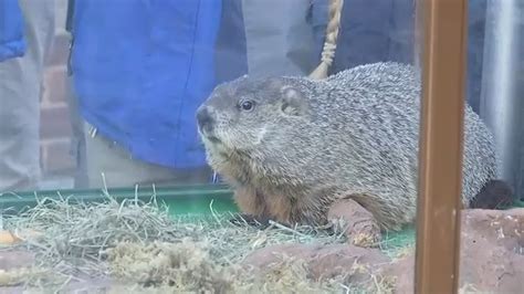 Groundhog Day: Staten Island Chuck says early spring ... - ABC7 New York