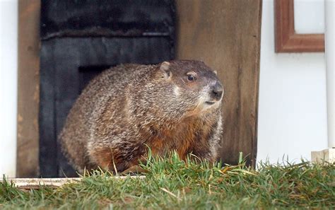 Groundhog Day 2024: Did the groundhog see his shadow ... - lehighvalleylive