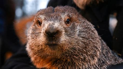 Groundhog Day 2024: Punxsutawney Phil sees his shadow, predicts 6 …