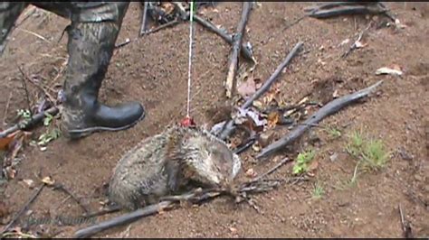 Groundhog killer. Some people swear by the idea of using bubble gum to humanely kill groundhogs. The theory is that a large enough piece of bubble gum, when ingested, will block the digestive system, causing an obstruction and eventually killing the animal. While there are some anecdotal stories about this method being successful, it has not been … 