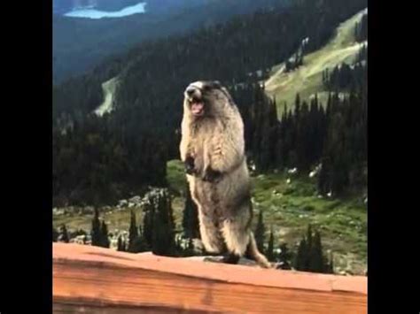 Groundhog screaming. Things To Know About Groundhog screaming. 