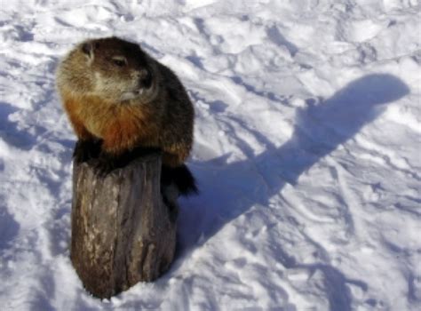 Groundhog sees shadow. Things To Know About Groundhog sees shadow. 