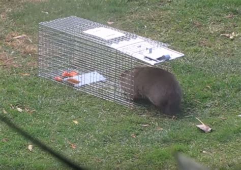Groundhog trap. Things To Know About Groundhog trap. 
