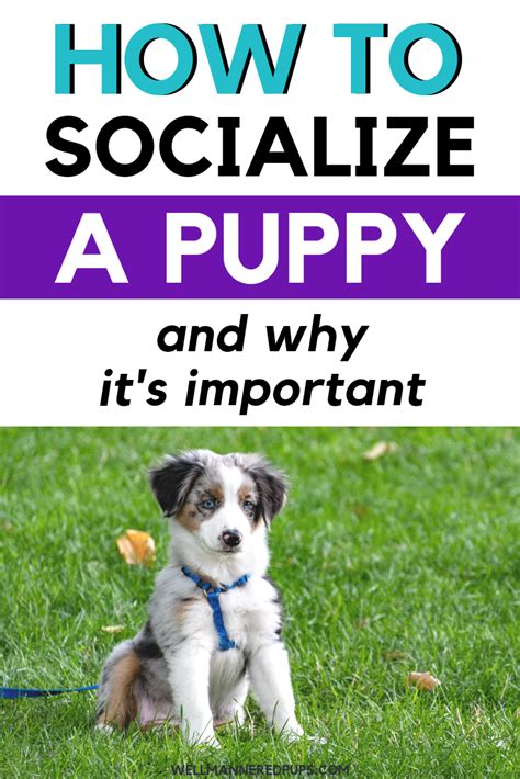 Group courses are a fun method to socialize your young puppy and also method hands-on training abilities under the guidance of …