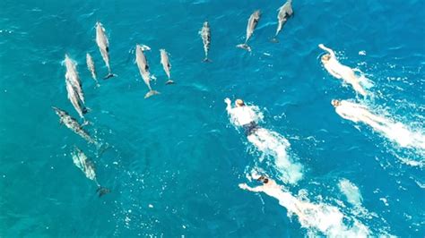 Group of swimmers cited for chasing, harassing dolphin pod at Big Island’s Honaunau Bay