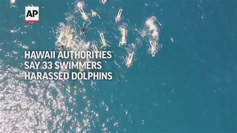 Group of swimmers in Hawaii cited for ‘aggressively’ chasing, harassing dolphin pod